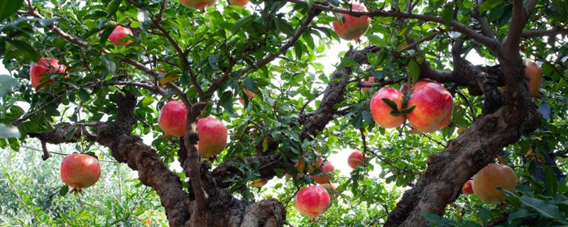 石榴树突然出现干枯枝怎么处理，需及时更换土壤