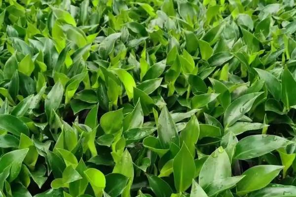天堂鸟的种植方法，生长适温为12-25℃