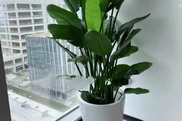 天堂鸟的种植方法，生长适温为12-25℃