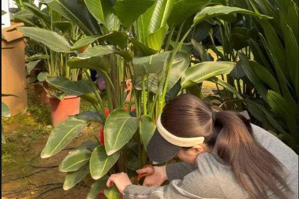 天堂鸟的种植方法，生长适温为12-25℃