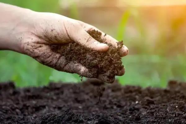 石榴树突然出现干枯枝怎么处理，需及时更换土壤