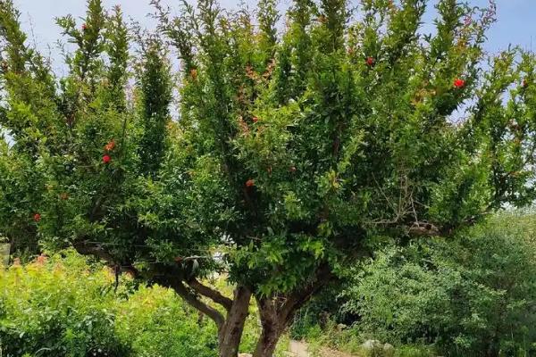 石榴树突然出现干枯枝怎么处理，需及时更换土壤