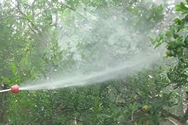 石榴树突然出现干枯枝怎么处理，需及时更换土壤