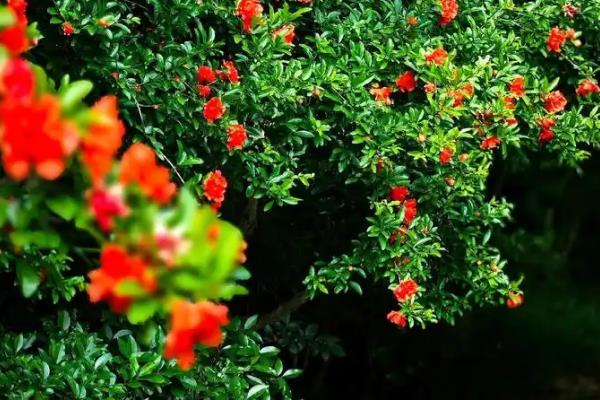 石榴树突然出现干枯枝怎么处理，需及时更换土壤