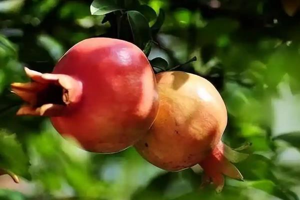 石榴树突然出现干枯枝怎么处理，需及时更换土壤