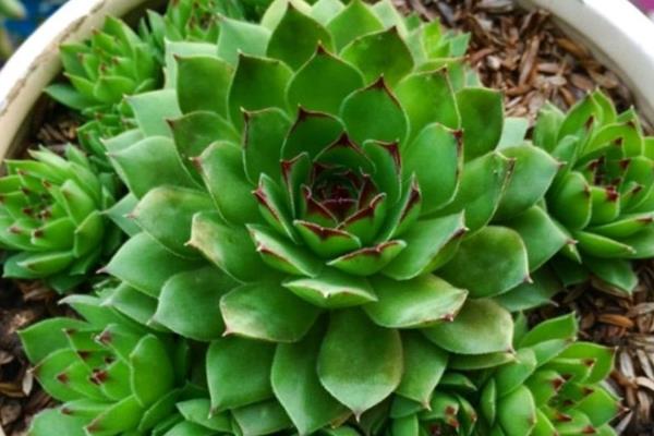 景天科观音莲有没有毒，观音莲有微毒