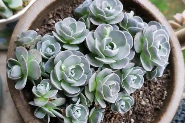 景天科观音莲有没有毒，观音莲有微毒