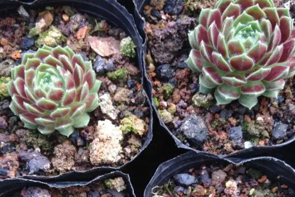 景天科观音莲有没有毒，观音莲有微毒