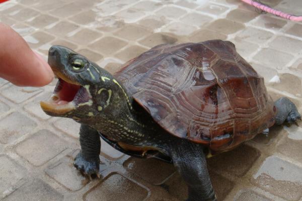 王八的食物，鳖类一般以水生昆虫、小鱼等动物为主食