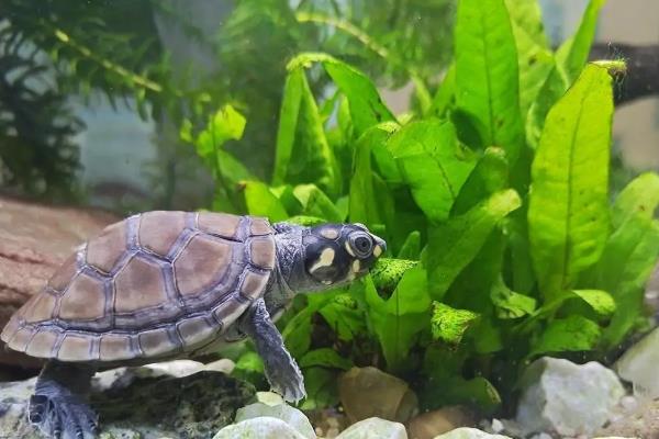 王八的食物，鳖类一般以水生昆虫、小鱼等动物为主食
