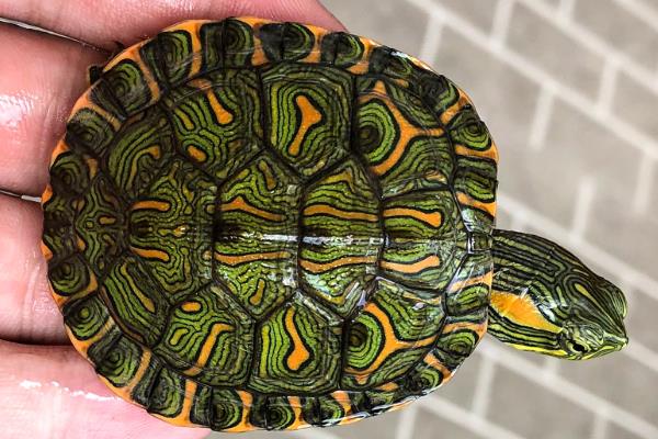王八的食物，鳖类一般以水生昆虫、小鱼等动物为主食