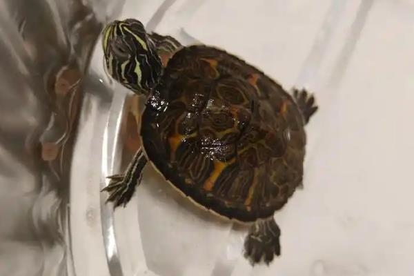 王八的食物，鳖类一般以水生昆虫、小鱼等动物为主食