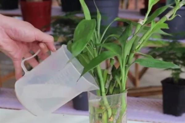 富贵竹黄叶的原因，可能是浇水不当或施肥不当所致