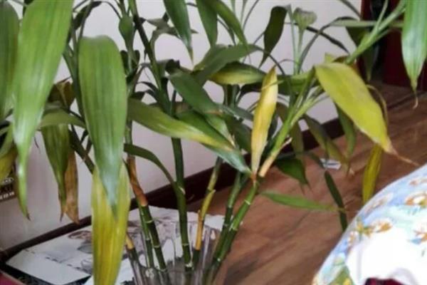 富贵竹黄叶的原因，可能是浇水不当或施肥不当所致