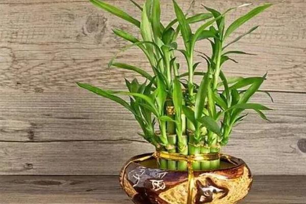 富贵竹黄叶的原因，可能是浇水不当或施肥不当所致
