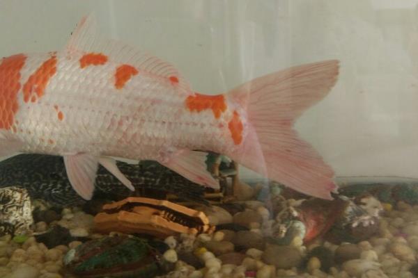 鱼尾巴有血丝的原因,可能是受到了一定的刺激