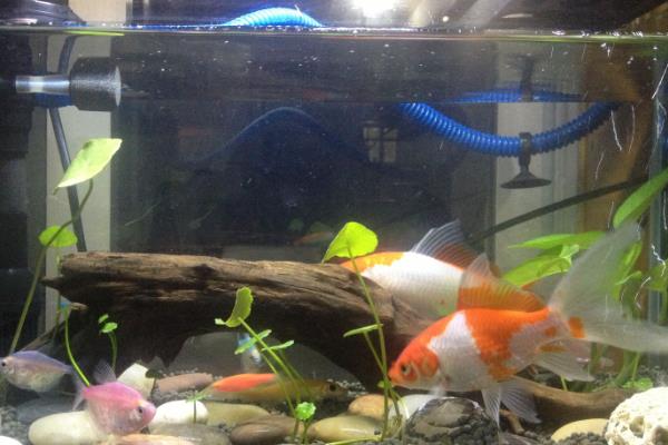 鱼尾巴有血丝的原因,可能是受到了一定的刺激