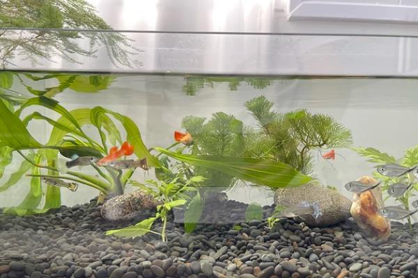 鱼尾巴有血丝的原因,可能是受到了一定的刺激