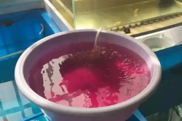鱼尾巴有血丝的原因,可能是受到了一定的刺激