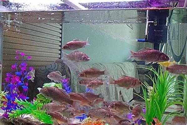 鱼尾巴有血丝的原因,可能是受到了一定的刺激