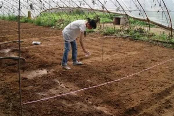 甲霜恶霉灵和恶霉灵能不能混用，二者一起使用可以互相增效