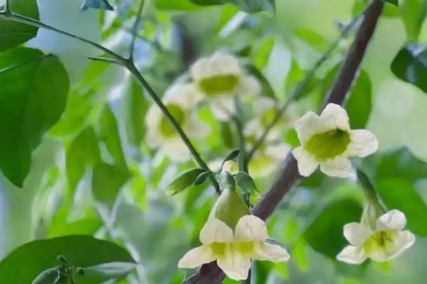 菜豆树开花的寓意，寓意喜事临门、幸运等