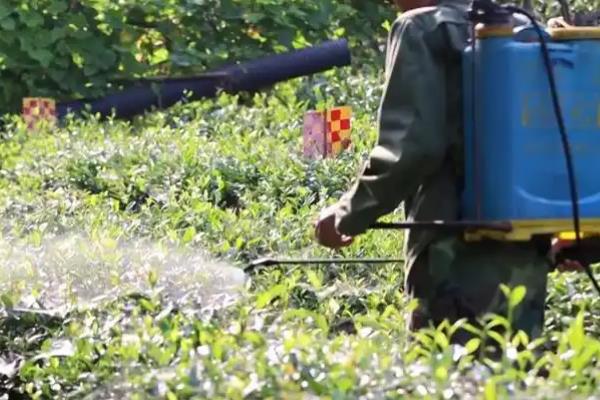 菜豆树开花的寓意，寓意喜事临门、幸运等
