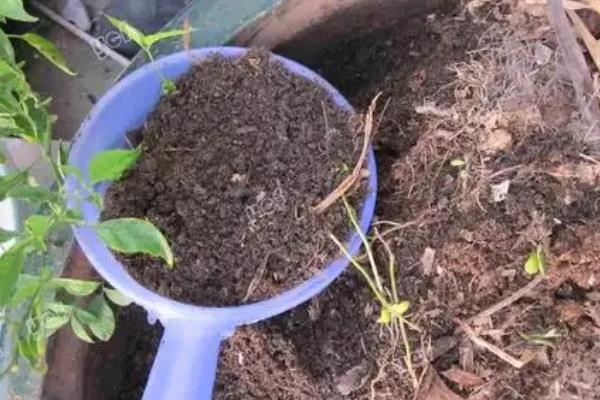 菜豆树开花的寓意，寓意喜事临门、幸运等