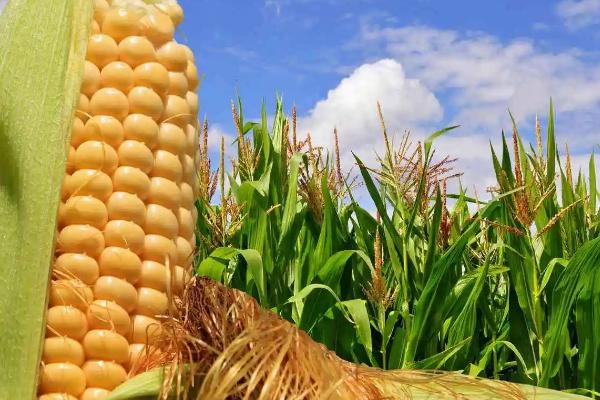 万里100玉米种子介绍，较对照品种隆平206晚熟1天