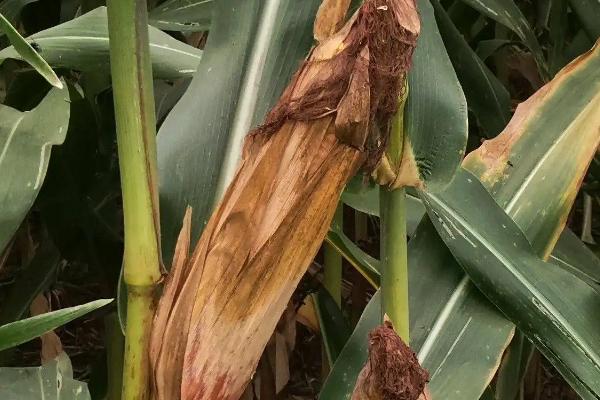 黎民968玉米种子简介,夏播生育期103天