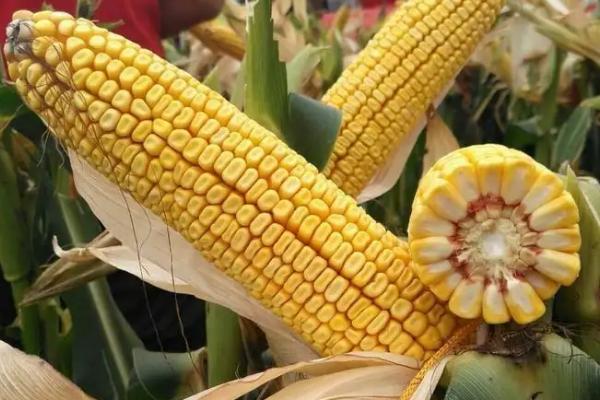 京农玉668玉米种子介绍,夏播生育期104天