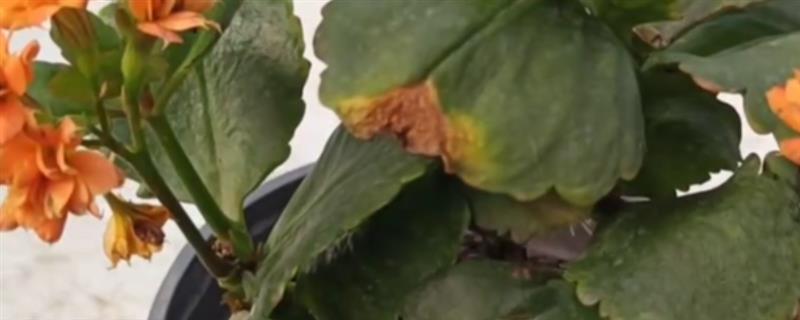 长寿花叶片边缘焦枯的原因，可能是缺乏水分或温度过高所致