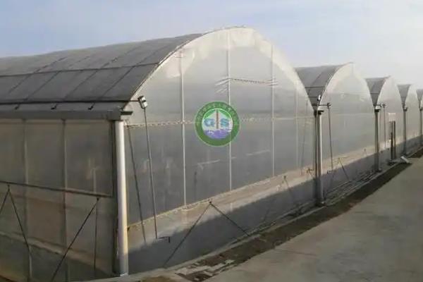 葡萄大棚如何使用棚膜，通常在果实采收后揭膜