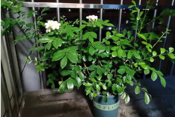 九里香好不好养，是比较好养的植物