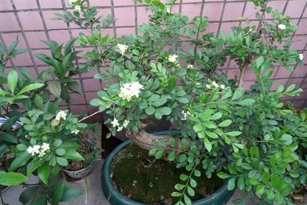 九里香好不好养，是比较好养的植物