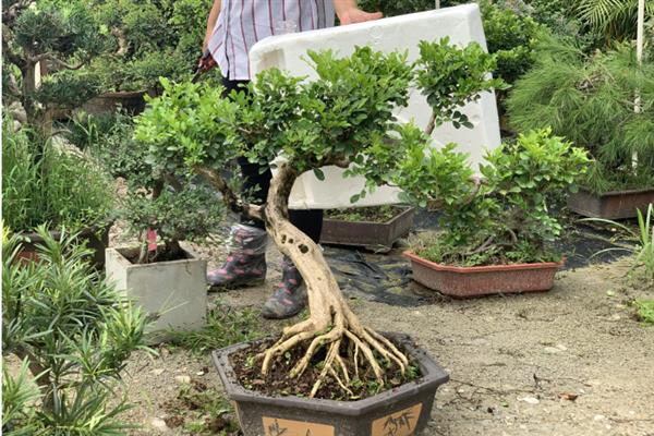 九里香好不好养，是比较好养的植物