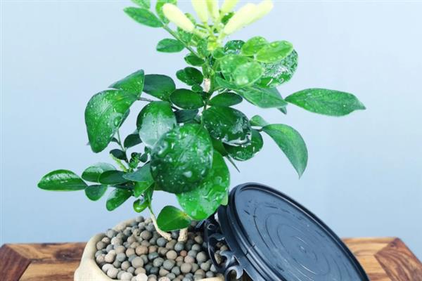 九里香好不好养，是比较好养的植物