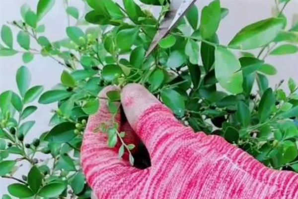九里香好不好养，是比较好养的植物