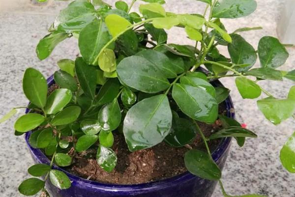 九里香好不好养，是比较好养的植物