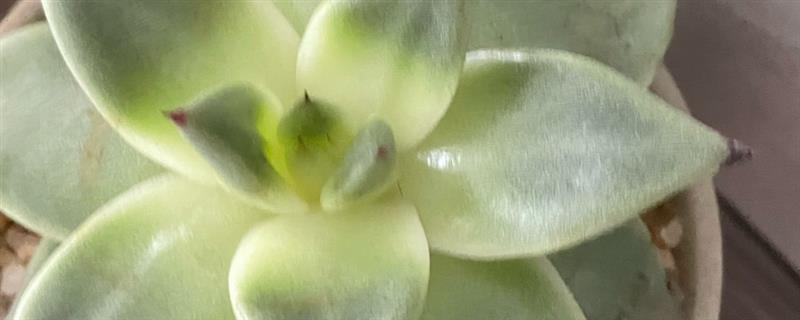 宝石花的花语，寓意顽强、富贵、永恒等