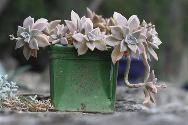 宝石花的花语，寓意顽强、富贵、永恒等