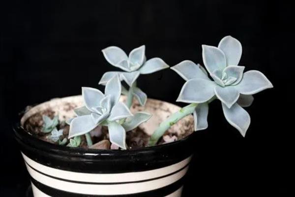 宝石花的花语，寓意顽强、富贵、永恒等