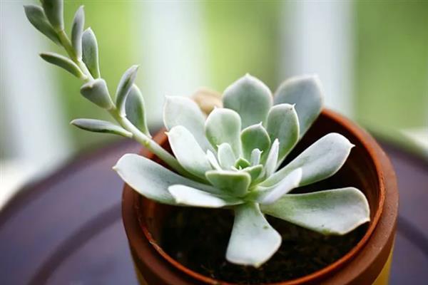 宝石花的花语，寓意顽强、富贵、永恒等