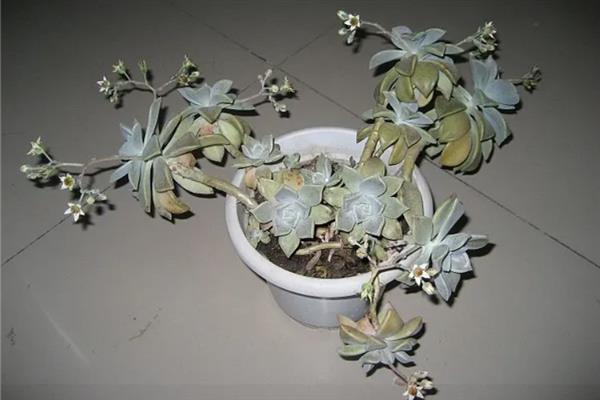 宝石花的花语，寓意顽强、富贵、永恒等