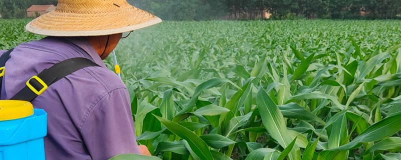 怎么对玉米使用矮壮素，兑水稀释后喷施植株顶部的叶片