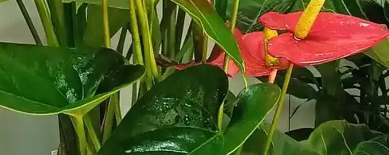 红掌盆栽的养殖方式,到秋冬季节后10天浇水一次