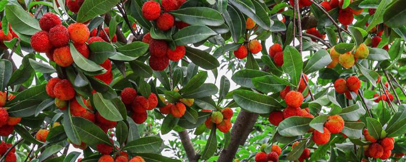 杨梅的成熟时间,地区不同成熟时间也不同