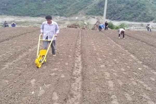 地瓜的种植方法，选择砂质壤土种植为佳