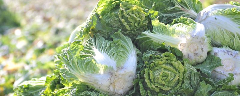 白菜冬天的储存方法,可地窖储存、室外存储等