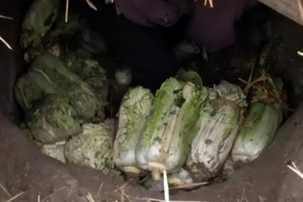 白菜冬天的储存方法,可地窖储存、室外存储等